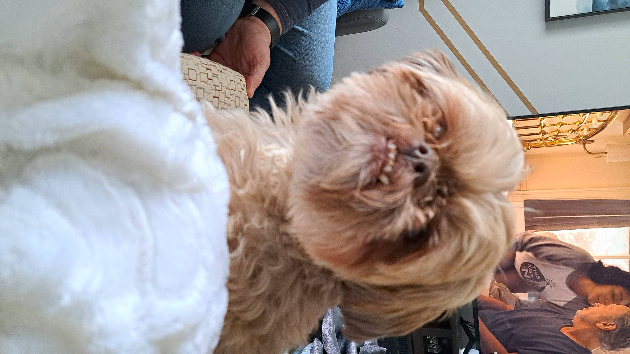 Fany a rejoint le concours — aidez-le/la à gagner de superbes lots ! carnivore, comfort, companion_dog, dog, dog_breed, dog_clothes, fawn, felidae, fur, labradoodle, liver, picture_frame, puppy_love, small_terrier, snout, sporting_group, tail, terrier, toy_dog, whiskers