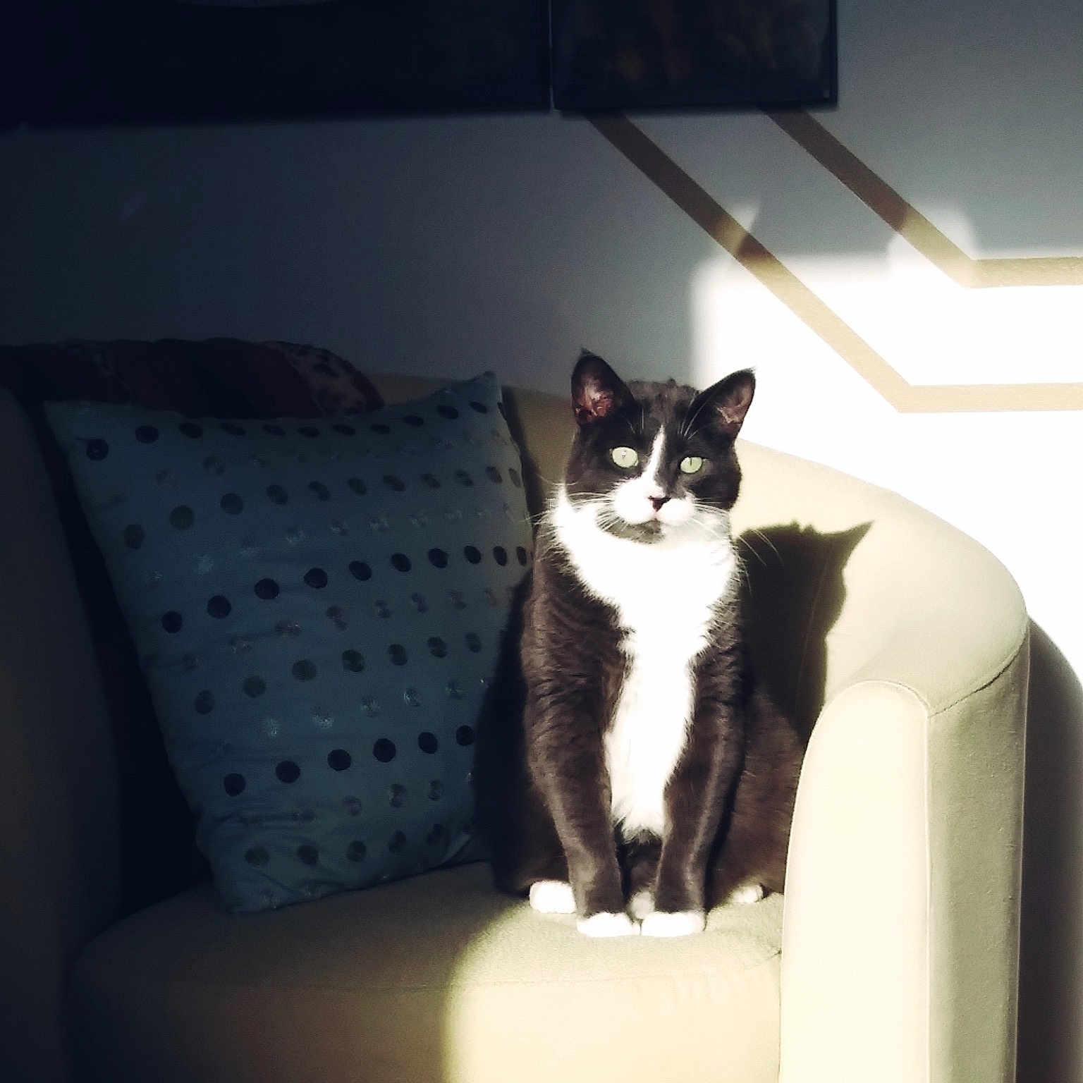 Maya