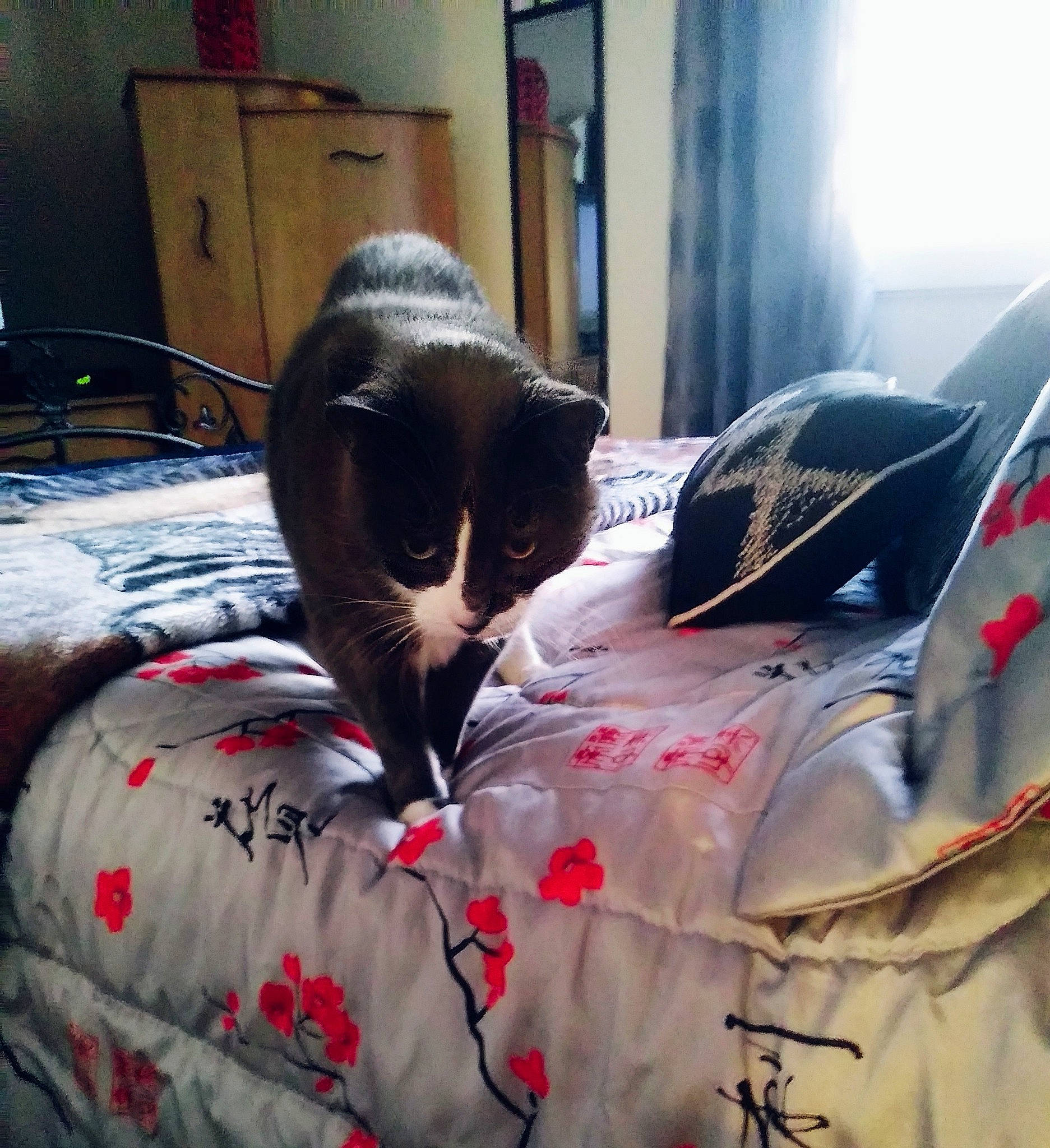 Guismo joined the competition — help win amazing prizes! bag, bed, bed_sheet, bedding, bedroom, cabinetry, carmine, carnivore, cat, comfort, domestic_short_haired_cat, felidae, fur, grey, linens, pattern, room, small_to_medium_sized_cats, tail, whiskers