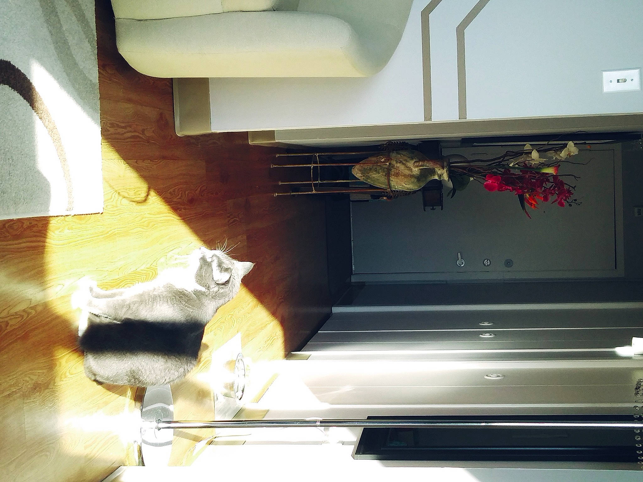 Guismo joined the competition — help win amazing prizes! building, cabinetry, carnivore, cat, ceiling, felidae, flooring, gas, glass, hardwood, house, interior_design, kitchen, metal, rectangle, room, tints_and_shades, window, wood, wood_stain