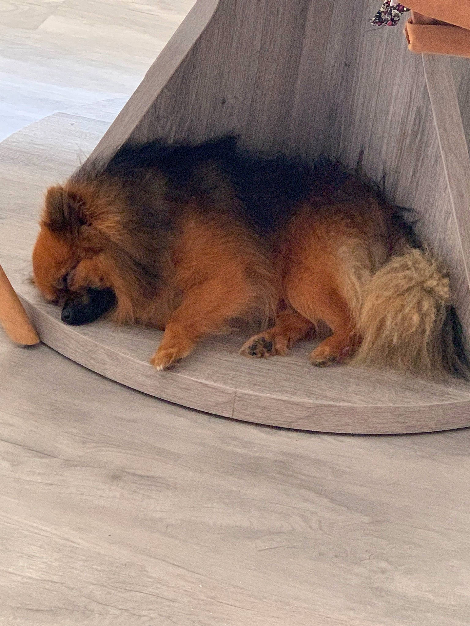 Olya Et Nino participe au concours pour gagner de l'argent avec cette photo : canidae, carnivore, chow_chow, companion_dog, dog, dog_breed, elo, eurasier, fawn, fur, german_spitz, german_spitz_klein, mammal, non_sporting_group, pomeranian, sleep, spitz, sporting_group