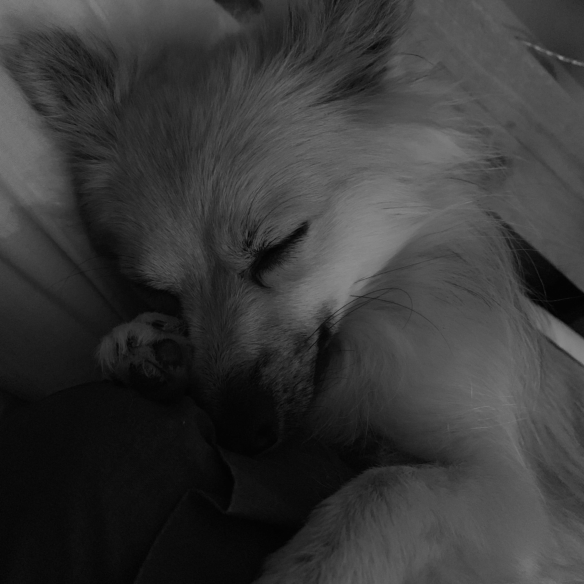 Olya Et Nino a rejoint le concours — aidez-le/la à gagner de superbes lots ! black_and_white, canidae, carnivore, dog, dog_breed, ear, monochrome, monochrome_photography, non_sporting_group, pomeranian, puppy, snout, spitz, whiskers