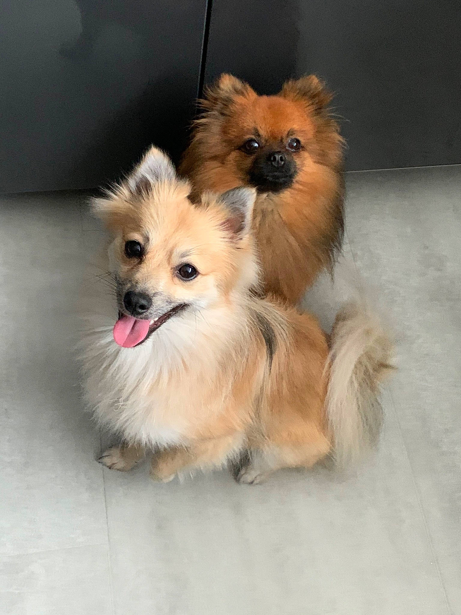 Olya Et Nino a rejoint le concours — aidez-le/la à gagner de superbes lots ! canidae, carnivore, companion_dog, dog, dog_breed, fawn, german_spitz, german_spitz_klein, german_spitz_mittel, mammal, non_sporting_group, pomeranian, puppy, rare_breed_dog, snout, spitz, toy_dog, vertebrate, volpino_italiano