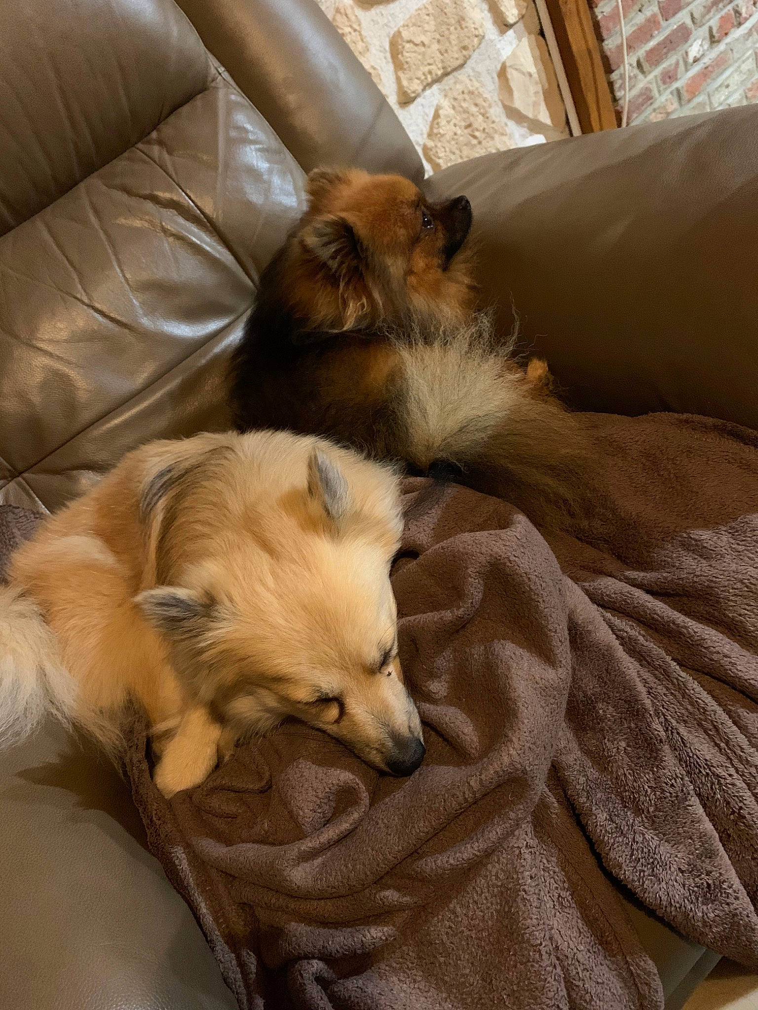 Olya Et Nino a rejoint le concours — aidez-le/la à gagner de superbes lots ! canidae, carnivore, comfort, companion_dog, dog, dog_breed, fawn, furniture, german_spitz_mittel, mammal, nap, non_sporting_group, pomeranian, puppy, spitz, whiskers
