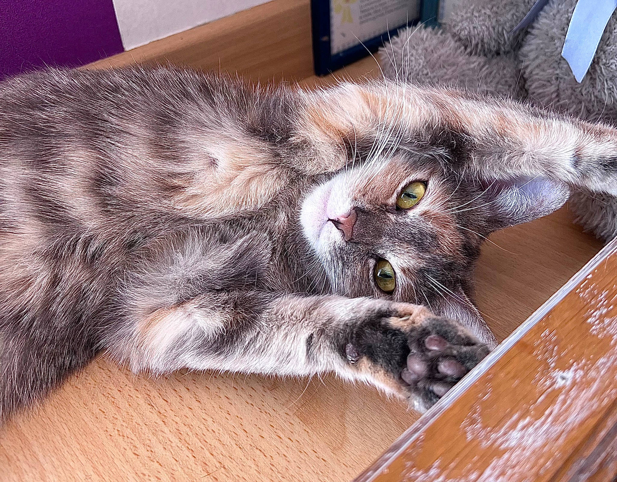 Alberta a rejoint le concours — aidez-le/la à gagner de superbes lots ! carnivore, cat, claw, comfort, domestic_short_haired_cat, felidae, fur, grey, hardwood, lap, paw, small_to_medium_sized_cats, snout, tail, whiskers, wood