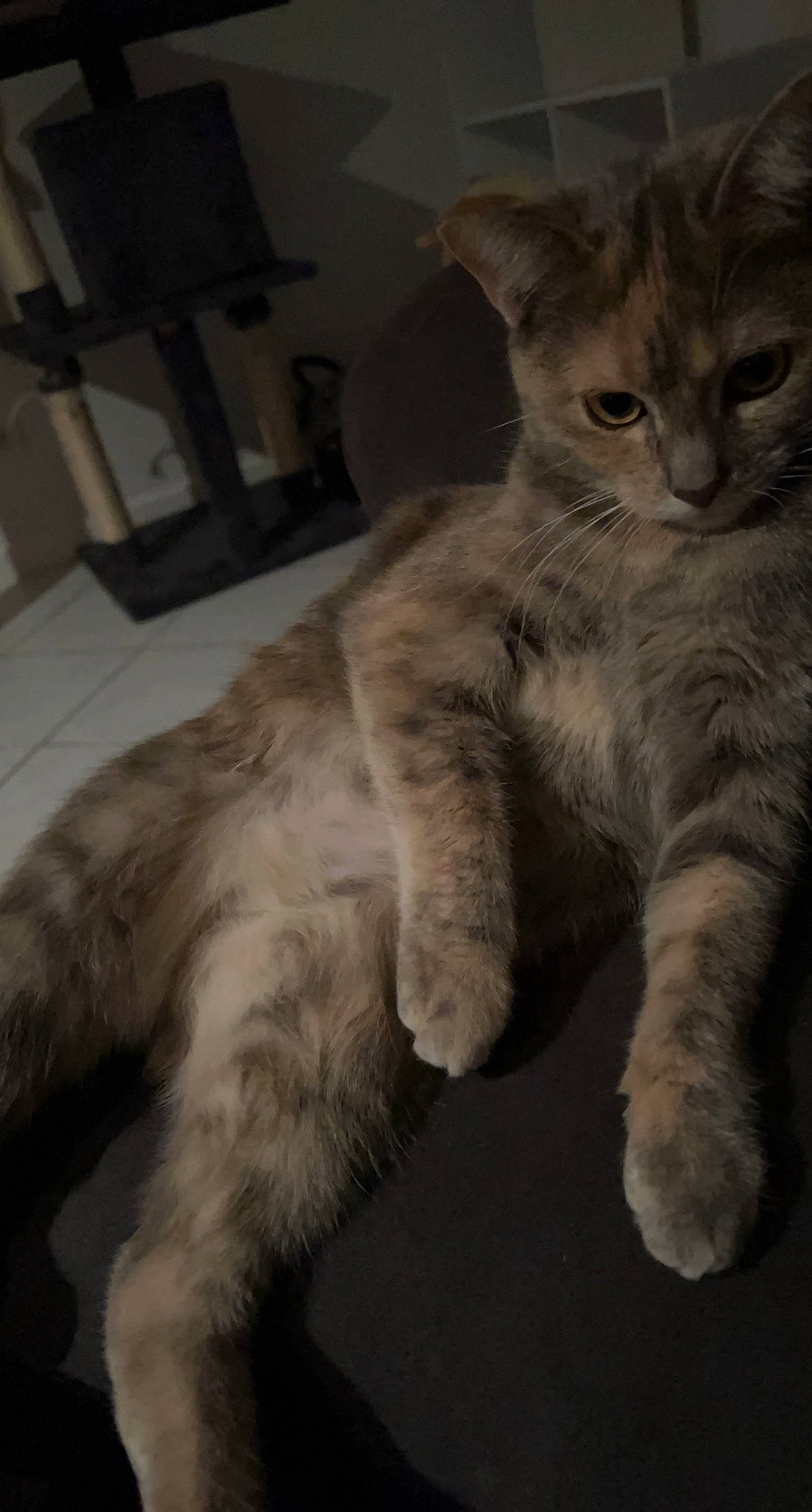 Alberta participe au concours pour gagner de l'argent avec cette photo : carnivore, cat, chair, claw, domestic_short_haired_cat, felidae, flooring, fur, gesture, paw, small_to_medium_sized_cats, snout, tail, terrestrial_animal, whiskers