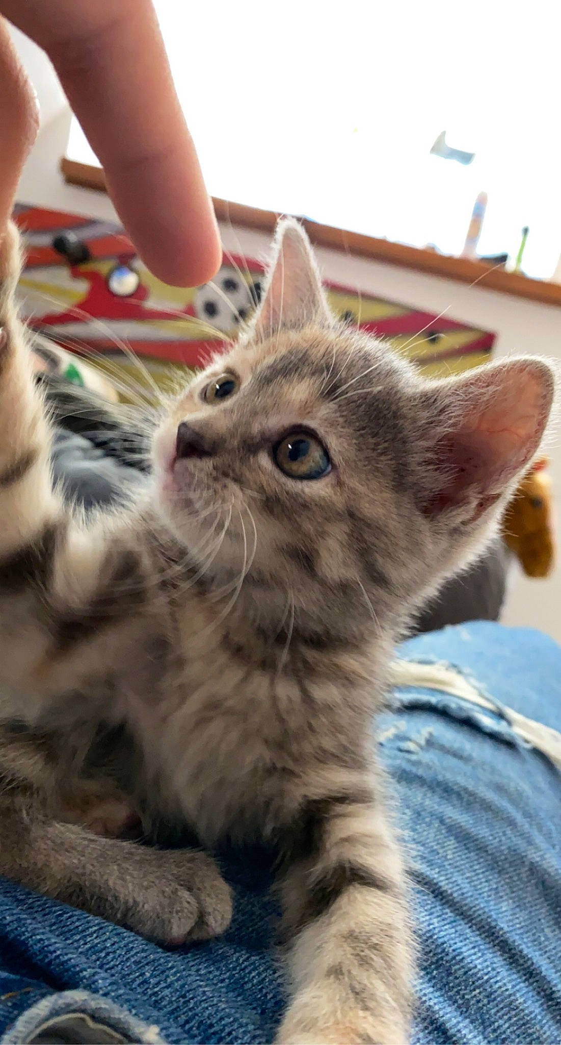 Alberta a rejoint le concours — aidez-le/la à gagner de superbes lots ! carnivore, cat, claw, comfort, domestic_short_haired_cat, fawn, felidae, fur, nail, paw, small_to_medium_sized_cats, snout, tail, terrestrial_animal, whiskers