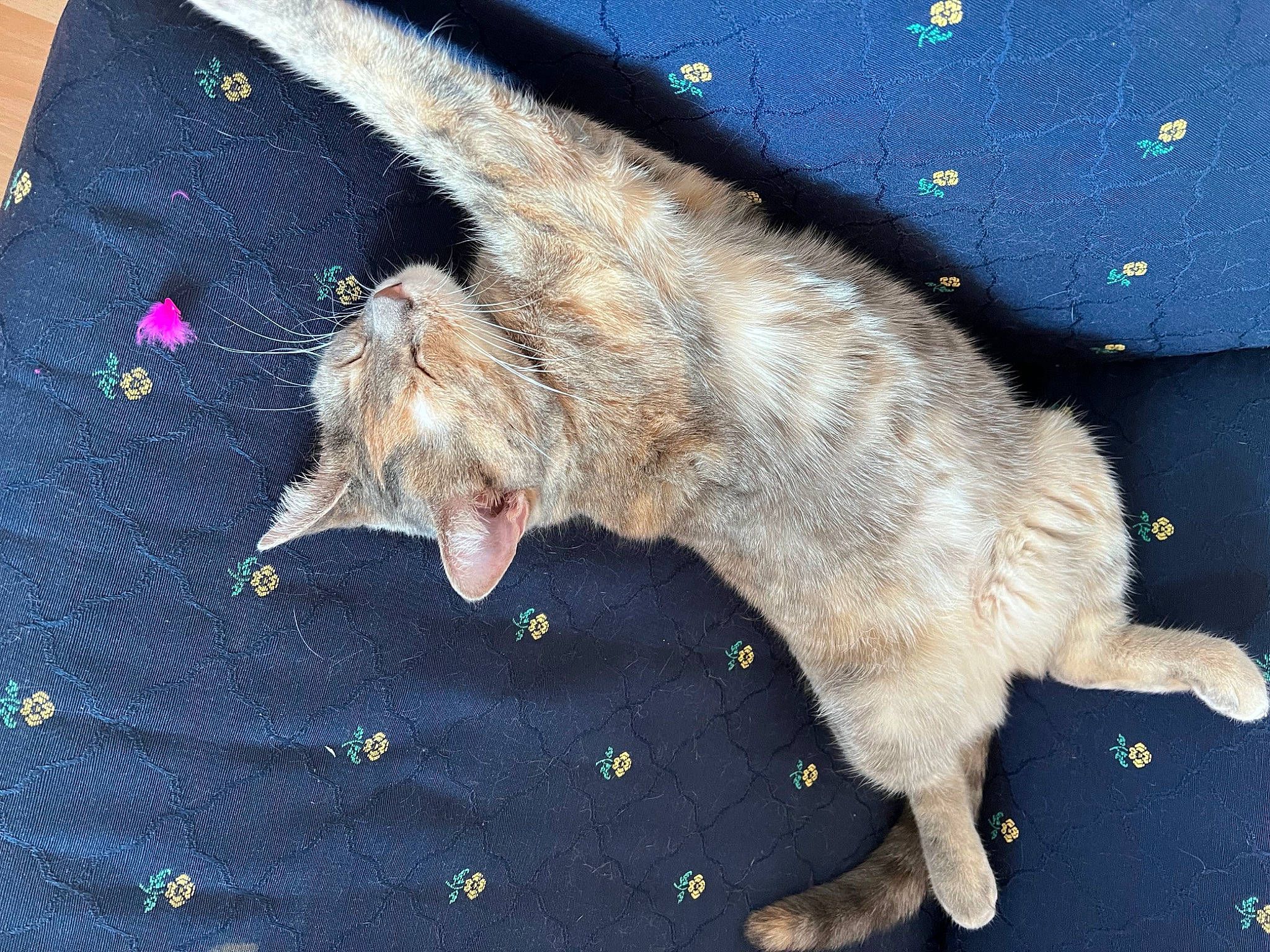 Alberta a rejoint le concours — aidez-le/la à gagner de superbes lots ! cat, claw, domestic_short_haired_cat, electric_blue, felidae, foot, fur, pattern, paw, small_to_medium_sized_cats, snout, tail, terrestrial_animal, whiskers