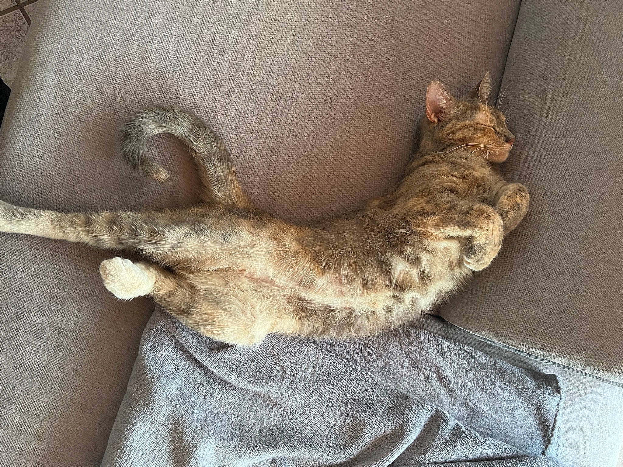 Alberta a rejoint le concours — aidez-le/la à gagner de superbes lots ! bed, carnivore, cat, claw, comfort, domestic_short_haired_cat, fawn, felidae, fur, gesture, human_leg, nap, paw, sleep, small_to_medium_sized_cats, tail, whiskers, window, wood