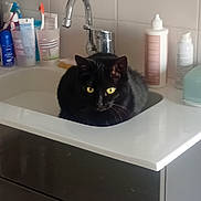 Wicca a rejoint le concours — aidez-le/la à gagner de superbes lots ! cat, black_cat, sink, bathroom, toiletries, toothbrush, soap, faucet, yellow_eyes, pet, animal, domestic_cat, relaxed, curious, countertop, white_tiles, household, indoor, still_life, cleaning_supplies