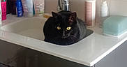 Wicca a rejoint le concours — aidez-le/la à gagner de superbes lots ! animal, bathroom, black_cat, cat, cleaning_supplies, countertop, curious, domestic_cat, faucet, household, indoor, pet, relaxed, sink, soap, still_life, toiletries, toothbrush, white_tiles, yellow_eyes