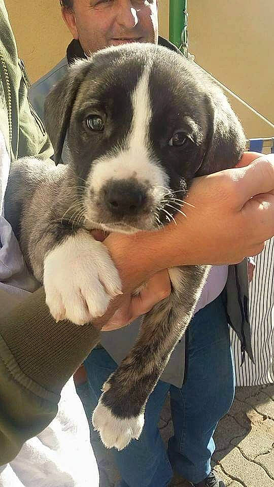 Laiko a rejoint le concours — aidez-le/la à gagner de superbes lots ! canidae, carnivore, claw, companion_dog, dog, dog_breed, fur, hand, nail, non_sporting_group, paw, snout, sporting_group, terrestrial_animal, whiskers, working_animal