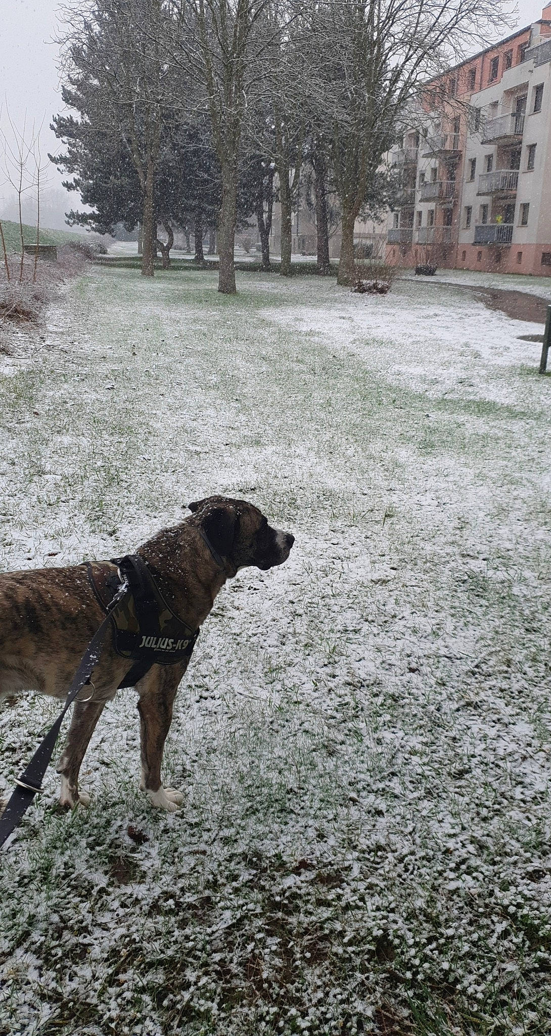 Laiko a rejoint le concours — aidez-le/la à gagner de superbes lots ! building, canidae, carnivore, collar, dog, dog_breed, dog_collar, fawn, freezing, frost, grass, plant, precipitation, snout, snow, tail, tree, window, winter, working_animal