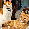 Tiggy Poo is registered to the contest to win money with this photo: animal, cardboard_box, cat, chair, collar, curious, cute, domestic_cat, ears, eyes, fur, furniture, household, indoor, orange_tabby, pet_tag, relaxed, tabby_cat, table, whiskers