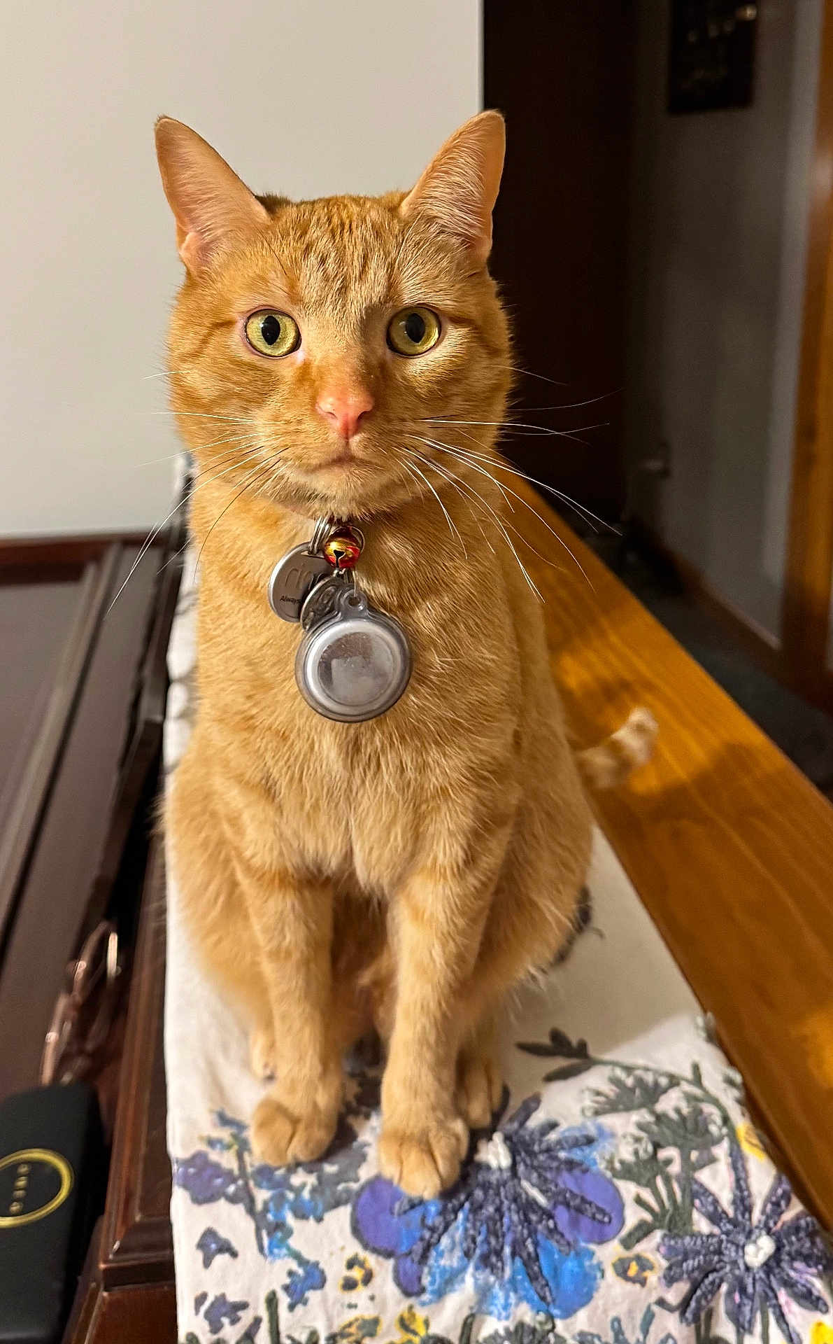 Tiggy Poo is registered to the contest to win money with this photo: cat, ginger_cat, pet, collar, tag, bell, whiskers, green_eyes, paws, sitting, table_runner, floral_pattern, wooden_table, indoor, portrait, closeup, fur, attention, household, curious