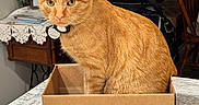 Tiggy Poo joined the competition — help win amazing prizes! box, cardboard_box, cat, chair, collar, countertop, curious, domestic_cat, ears, home_interior, indoor, kitchen, lace_tablecloth, marble_countertop, orange_cat, pet_tag, plant, sitting, stroller, whiskers