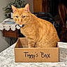 Tiggy Poo joined the competition — help win amazing prizes! box, cardboard_box, cat, chair, collar, countertop, curious, domestic_cat, ears, home_interior, indoor, kitchen, lace_tablecloth, marble_countertop, orange_cat, pet_tag, plant, sitting, stroller, whiskers