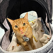 Tiggy Poo is registered to the contest to win money with this photo: cat, orange_tabby, tabby, pet, pet_carrier, carrier, blanket, collar, pet_tag, bell, wide_eyes, whiskers, ears, fur, portrait, indoor, patterned_fabric, cozy, curious, looking_up
