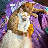 Tiggy Poo is registered to the contest to win money with this photo: animal, bedroom, cat, cats, cozy, cuddle, cute, domestic_animal, fur, indoor, orange_cat, paw, pets, purple_quilt, quilt, relaxed, resting, sleeping, snuggling, white_cat