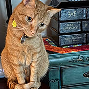 Tiggy Poo joined the competition — help win amazing prizes! book_stack, books, cat, collar, curious, dresser, furniture, ginger_cat, id_tag, indoor, nightstand, orange_fur, paws, pet, quilt, router, sitting, tail, war_and_peace, whiskers