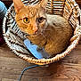 Tiggy Poo is registered to the contest to win money with this photo: cat, orange_cat, ginger_cat, basket, wicker_basket, pet, indoor, wooden_floor, whiskers, eyes, ears, portrait, cozy, sitting, looking_up, collar, paper, texture, closeup, home