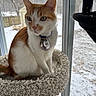 Milo Lane joined the competition — help win amazing prizes! cat, cat_tree, collar, cozy, domestic_animal, feline, fur, green_eyes, id_tag, indoor, looking_away, orange_cat, pet, portrait, sitting, snow_outside, whiskers, white_cat, window, winter