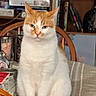 Milo Lane is registered to the contest to win money with this photo: cat, orange_and_white, sitting, chair, indoor, furniture, bookshelf, glassware, tablecloth, pet, animal, feline, fur, ears, whiskers, eyes, nose, tail, domestic, household