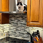 Otis Lane is registered to the contest to win money with this photo: cat, black_and_white_cat, long_hair, pet, kitchen, stovetop, cooktop, range_hood, backsplash, tile, wooden_cabinets, countertop, knife_block, utensils, ceramic_jars, appliance, reflection, collar, tag, indoor