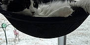 Otis Lane is registered to the contest to win money with this photo: cat, black_and_white_cat, window, snow, hammock, window_hammock, pet_bed, indoor, outdoor_view, trees, house, winter, cozy, fur, whiskers, relaxing, lounging, suction_cup_mount, portrait, looking
