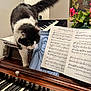 Otis Lane joined the competition — help win amazing prizes! cat, black_and_white_cat, piano, piano_keys, sheet_music, music_stand, flowers, vase, painting, tail, whiskers, indoor, wooden_finish, instrument, pet, close_up, domestic, melody, furniture, curious