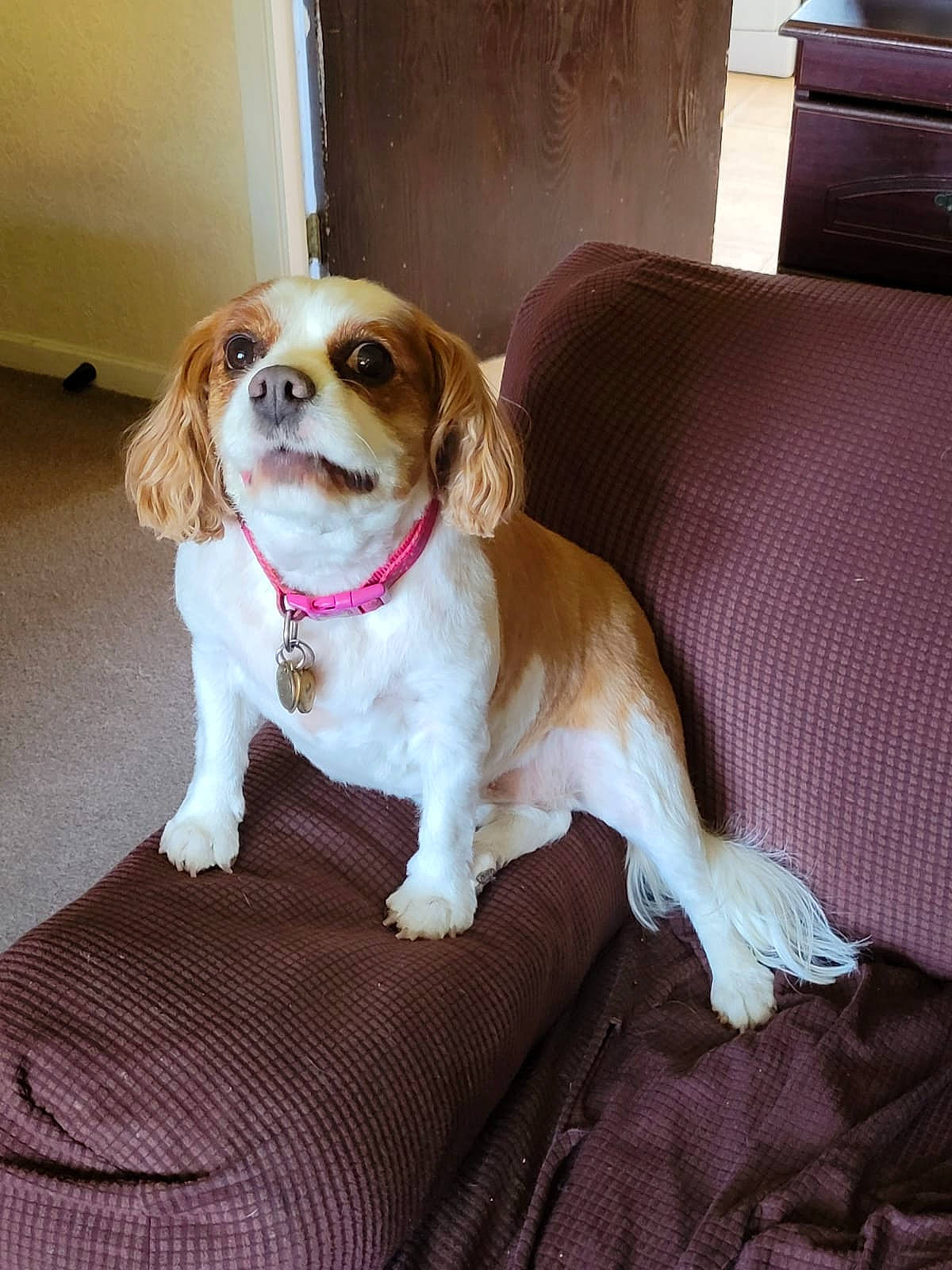 Poppy is registered to the contest to win money with this photo: beaglier, canidae, carnivore, collar, comfort, companion_dog, couch, dog, dog_breed, dog_collar, dog_supply, door, fawn, flooring, gun_dog, liver, non_sporting_group, snout, sporting_group, working_animal