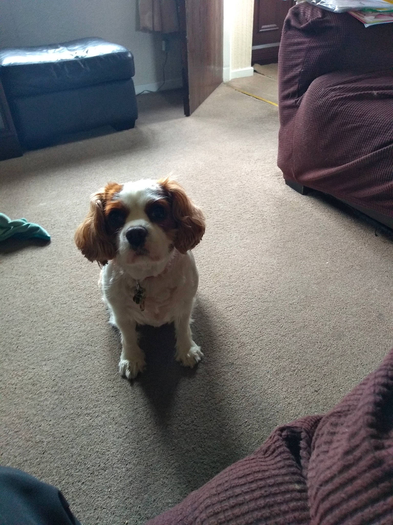 Poppy is registered to the contest to win money with this photo: carnivore, chair, comfort, companion_dog, couch, dog, dog_breed, door, floor, flooring, fur, gun_dog, hardwood, liver, living_room, pillow, spaniel, terrier, toy_dog, wood