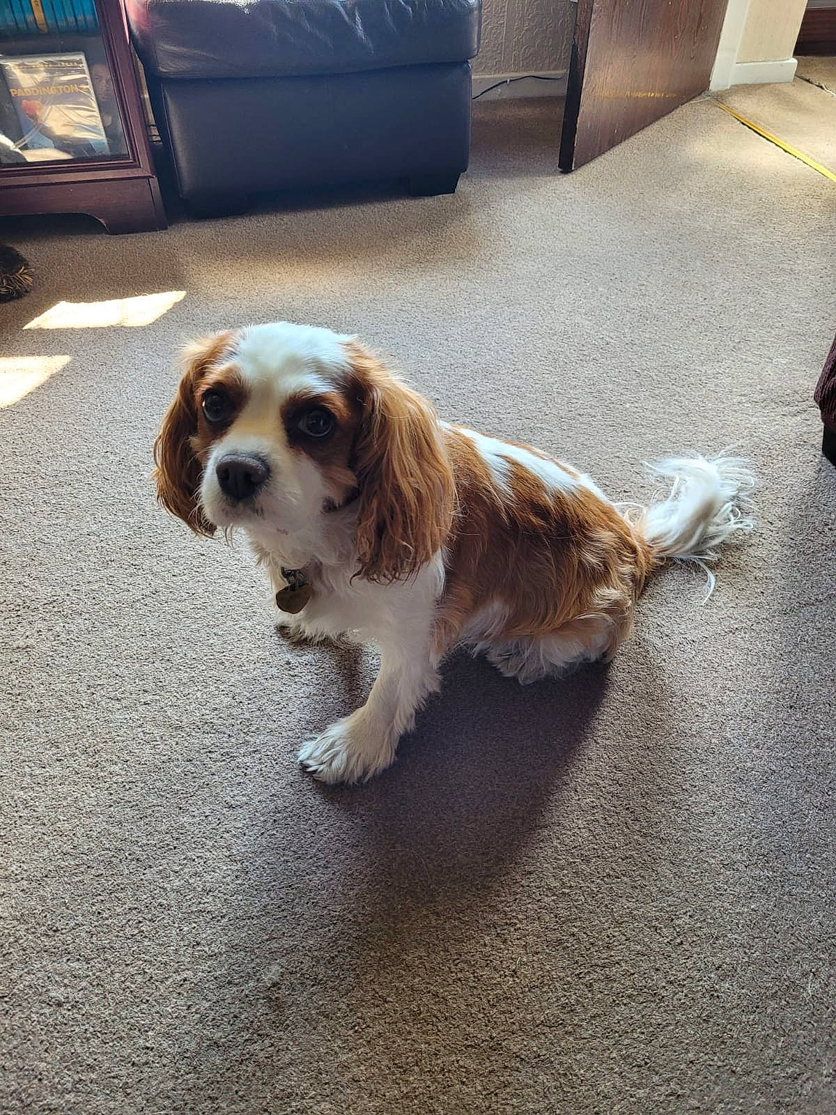 Poppy is registered to the contest to win money with this photo: canidae, carnivore, collar, companion_dog, couch, dog, dog_breed, eyewear, fawn, floor, flooring, fur, gun_dog, liver, puppy, road_surface, snout, spaniel, sporting_group, toy_dog