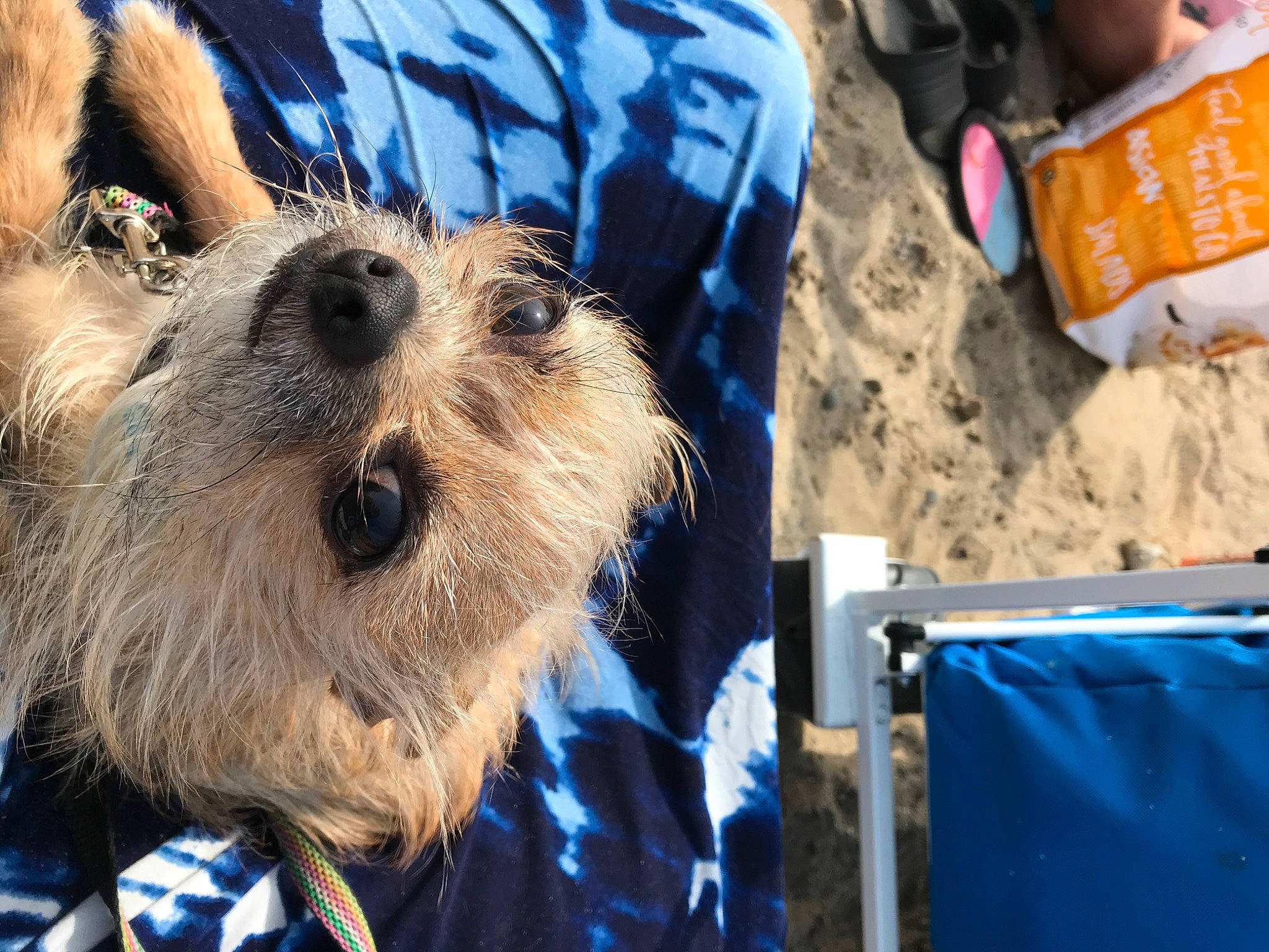 Junior joined the competition — help win amazing prizes! blue, carnivore, companion_dog, dog, dog_breed, electric_blue, event, fur, groundhog_day, radio, small_terrier, snout, soil, sporting_group, terrestrial_animal, terrier, working_terrier