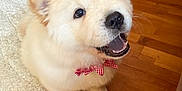 Choux participe au concours pour gagner de l'argent avec cette photo : puppy, dog, fluffy, bow_tie, red, cute, pet, indoor, wooden_floor, rug, happy, smiling, small_dog, adorable, animal, young_dog, furry, domestic_animal, companion, couch