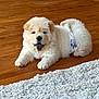 Choux participe au concours pour gagner de l'argent avec cette photo : puppy, dog, diaper, wooden_floor, tongue_out, fluffy, pet, indoor, cute, animal, laying_down, flooring, carpet, young_dog, domestic_animal, fur, canine, relaxed, small_dog, adorable