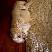Choux participe au concours pour gagner de l'argent avec cette photo : dog, sleeping, fluffy, indoor, wooden_floor, rug, pet, animal, cozy, resting, fur, canine, domestic_animal, laying_down, relaxed, soft_texture, flooring, quiet, calm, cute