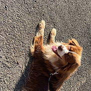 Tao a rejoint le concours — aidez-le/la à gagner de superbes lots ! dog, puppy, fluffy, brown_fur, white_fur, lying_down, belly_up, playful, happy, tongue_out, open_mouth, outdoor, sunlight, sidewalk, pavement, leash, collar, portrait, pet, animal