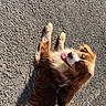 dog, puppy, fluffy, brown_fur, white_fur, lying_down, belly_up, playful, happy, tongue_out, open_mouth, outdoor, sunlight, sidewalk, pavement, leash, collar, portrait, pet, animal