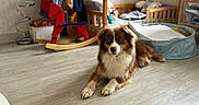 Tao participe au concours pour gagner de l'argent avec cette photo : dog, brown_and_white, fluffy, lying_down, pet, animal, portrait, indoors, playroom, nursery, wooden_floor, rocking_horse, toy, crib, bed, furniture, house_shaped_bed, basket, natural_light, home