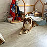 dog, brown_and_white, fluffy, lying_down, pet, animal, portrait, indoors, playroom, nursery, wooden_floor, rocking_horse, toy, crib, bed, furniture, house_shaped_bed, basket, natural_light, home
