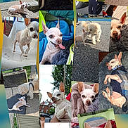 Jompi joined the competition — help win amazing prizes! animal, blanket, cat, chihuahua, child, clothing, cute, dog, fur, indoor, leash, outdoor, person, pet, playful, portrait, puppy, sidewalk, sleeping, smiling