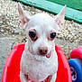 dog, chihuahua, small_dog, white_dog, tongue_out, toy_car, red_toy, outdoor, gravel, playground, pet, cute, animal, ears_up, close_up, sitting, nose, eyes, funny_expression, plastic
