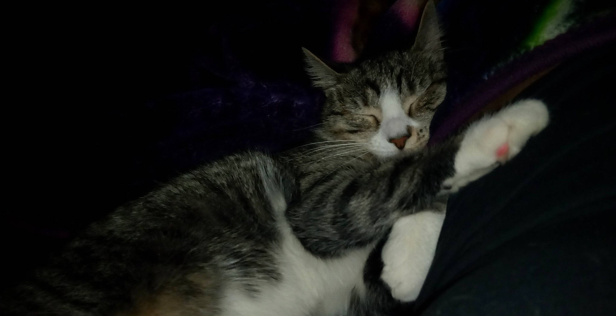 Shadow is registered to the contest to win money with this photo: carnivore, cat, claw, darkness, domestic_short_haired_cat, felidae, fur, paw, small_to_medium_sized_cats, tail, whiskers