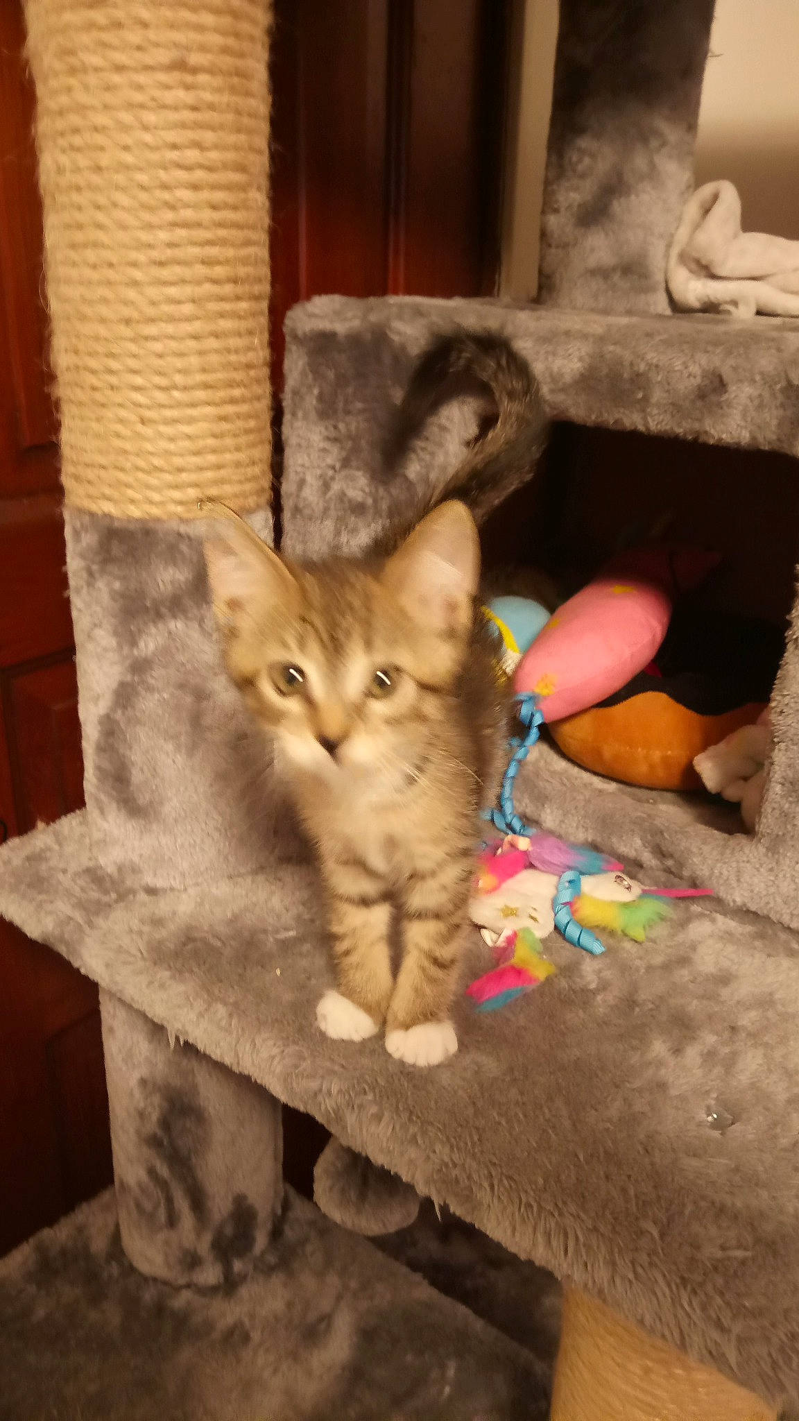 Luna joined the competition — help win amazing prizes! carnivore, cat, claw, comfort, domestic_short_haired_cat, fawn, felidae, flooring, foot, fur, hardwood, human_leg, paw, sitting, small_to_medium_sized_cats, snout, tail, toy, whiskers, wood