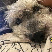 Bear is registered to the contest to win money with this photo: dog, close_up, fluffy, resting, face, fur, hand, comfort, affection, indoor, patterned_fabric, pet, cute, animal, relaxed, nose, eyes, soft, cozy, touch