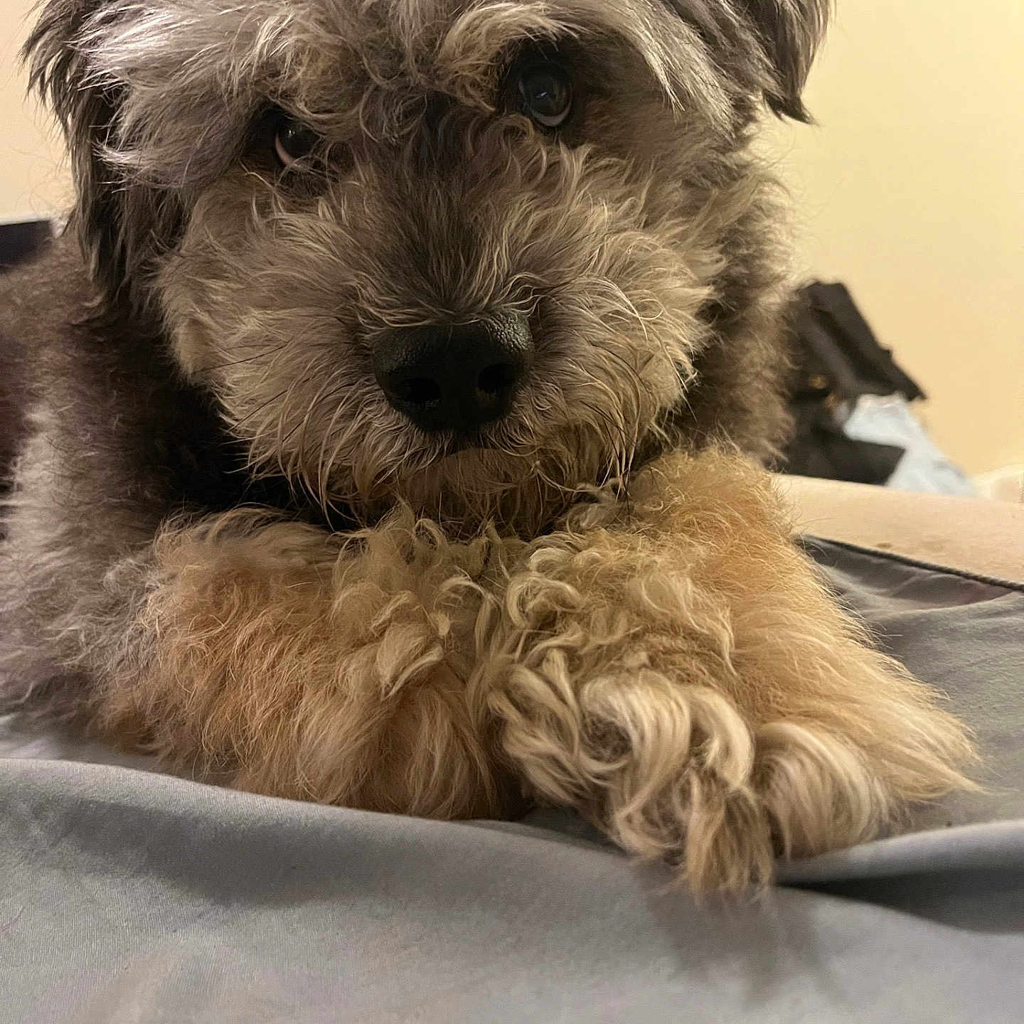 Bear is registered to the contest to win money with this photo: adorable, animal, background_blur, black, brown, close_up, companion, cozy, curly_hair, cute, dog, fluffy, fur, indoor, muzzle, paws, pet, portrait, resting, soft_texture