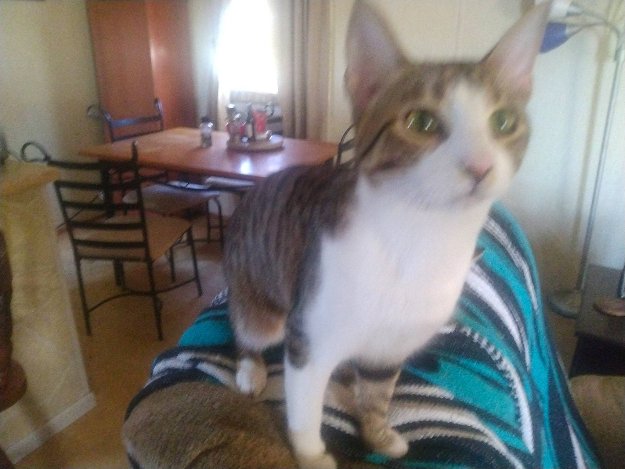 Socks joined the competition — help win amazing prizes! carnivore, cat, chair, domestic_short_haired_cat, felidae, flooring, fur, furniture, hardwood, kitchen_dining_room_table, room, small_to_medium_sized_cats, table, tail, whiskers, window, wood