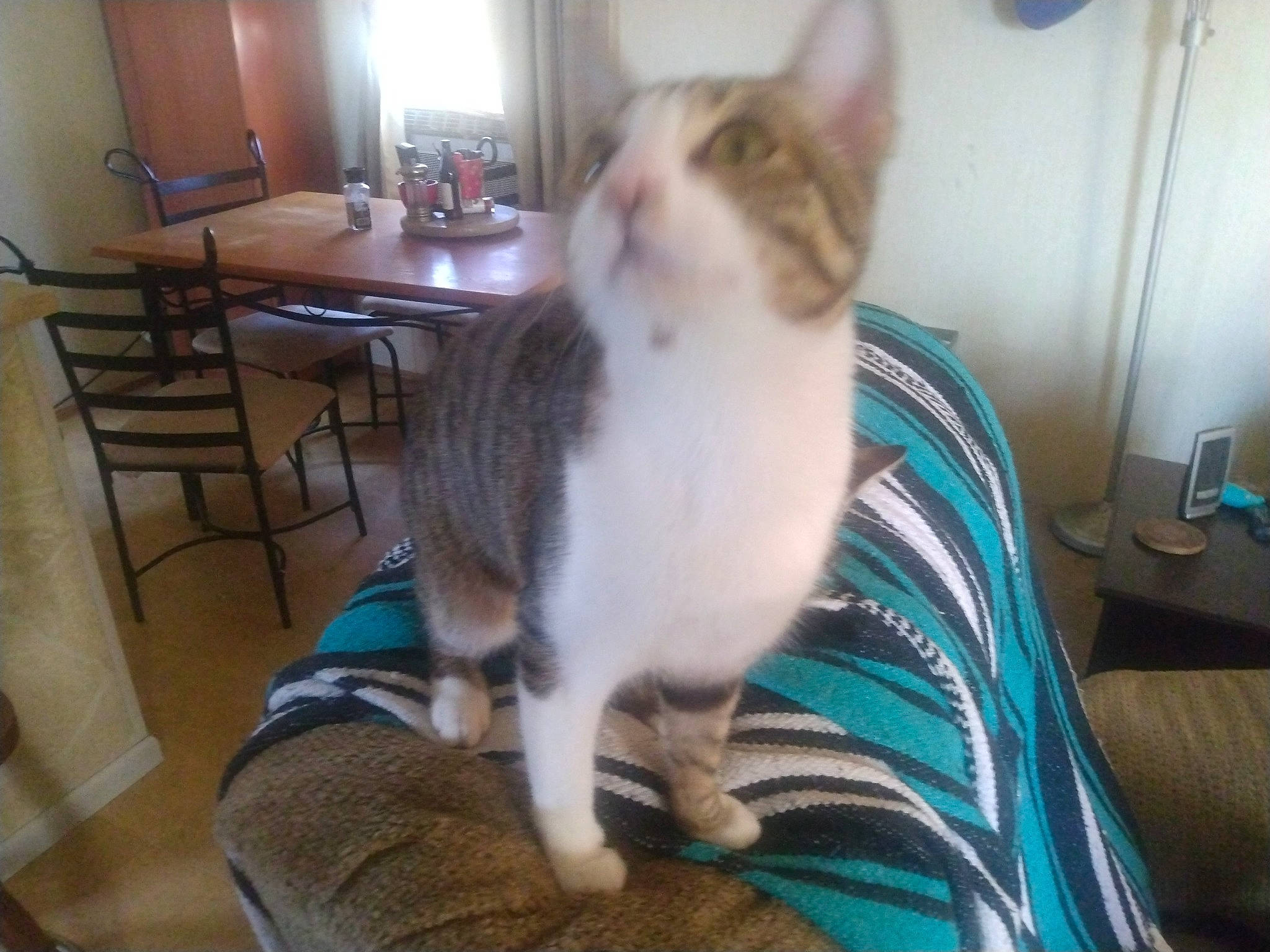Socks is registered to the contest to win money with this photo: carnivore, cat, chair, comfort, domestic_short_haired_cat, felidae, fur, furniture, hardwood, kitchen_dining_room_table, lap, small_to_medium_sized_cats, table, tail, whiskers, wood