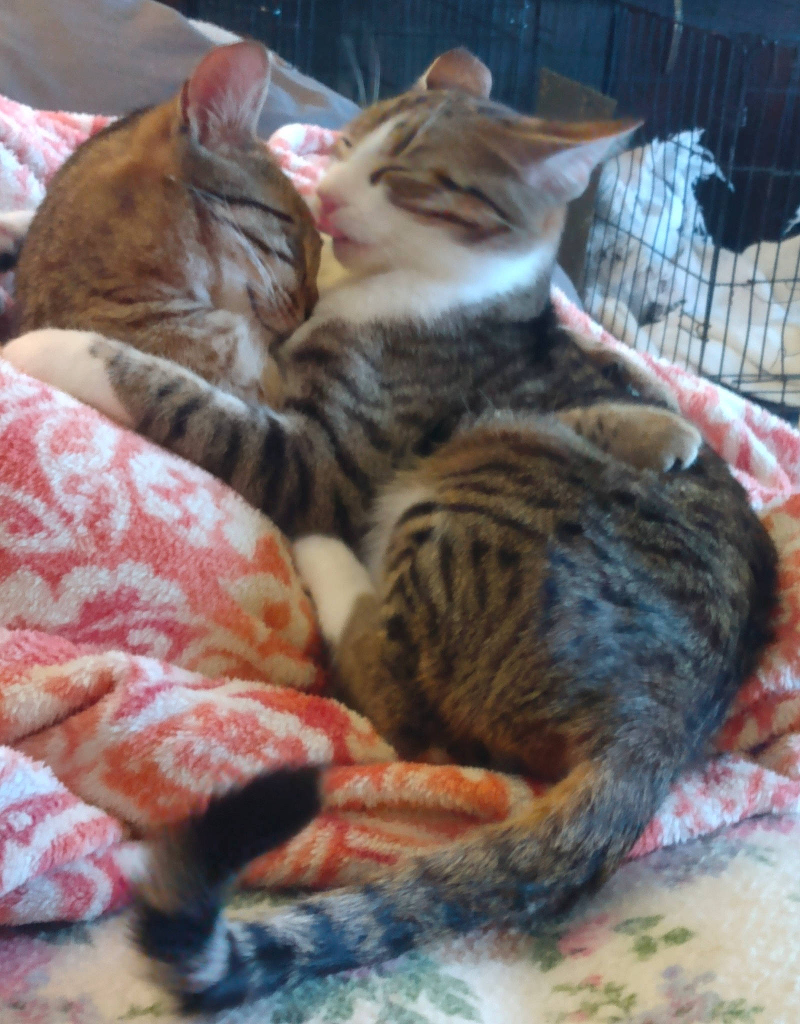 Socks is registered to the contest to win money with this photo: carnivore, cat, cat_bed, claw, comfort, domestic_short_haired_cat, fawn, felidae, fur, nap, paw, sleep, small_to_medium_sized_cats, snout, tail, terrestrial_animal, whiskers